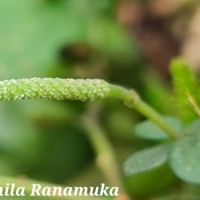 Peperomia tetraphylla (G.Forst.) Hook. & Arn.